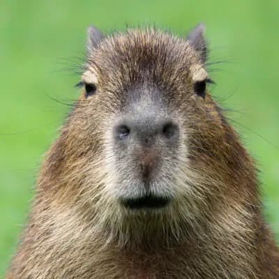 Capybara LOL
